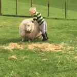 Kid Rides A Sheep Gif