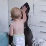 Baby Steals Dog’s Bed – Gif 
