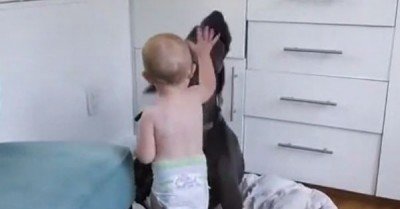 Baby steals dogs bed – gif