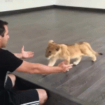 Lion Cub Loves His Caretaker – Gif 