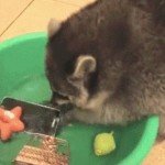 Raccoon Washes Phone – Gif 