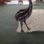 Baby Emu Playing With Dog – Gif 