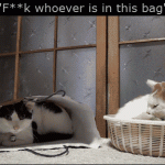 Fuck Whoever Is In This Bag – Cat Gif 