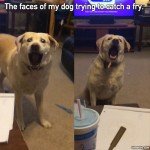 Dog’s Face Trying To Catch A Fry 