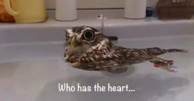 Duck owl – gif
