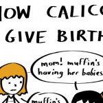 How Calicos Give Birth – Cat Comic 