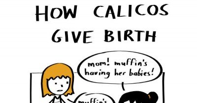 How calicos give birth – cat comic via smilingribs.com