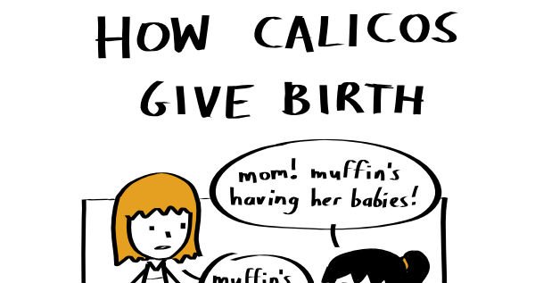 how calicos give birth 