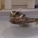 Duck Owl – Gif 