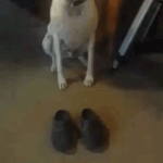 Dog Walks In Crocs (Sandals) – Gif 
