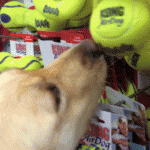 Dog Picks Out Own Toy At Pet Store – Gif 