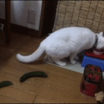 Cucumber Scares Cat – Gif 