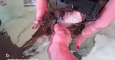 Baby platypus belly rub – gif