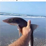 Baby Shark Done With Your Shit 