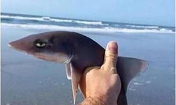 Even this baby shark is done with your shit  