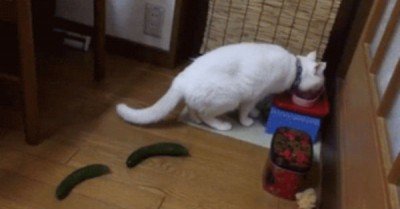 Cucumber scares cat – gif