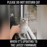 Please Do Not Disturb Cat – Gif 