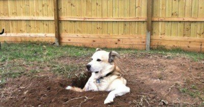 Dog digs holes and sits in them  