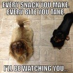 Every Snack You Make I’ll Be Watching You – Dog Meme