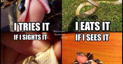 If I meets it I eats it – snake meme  