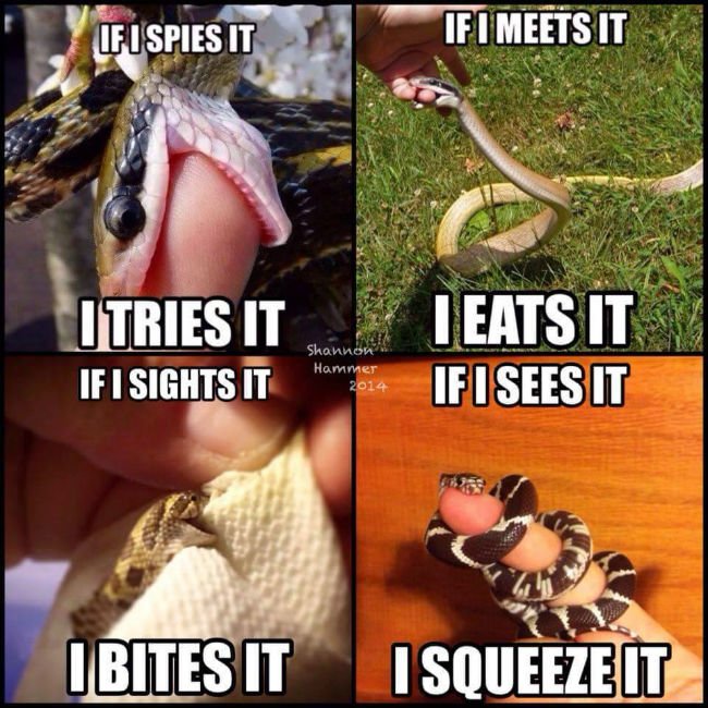 if-i-sees-it-i-eats-it-snake-meme