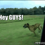Leroy Jenkins Dog Jumping Out Of Car Window – Gif 