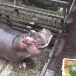 Hippo Eating A Watermelon – Gif 