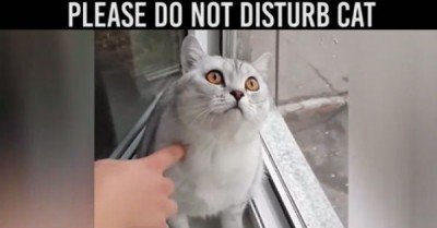 Please do not disturb cat – gif