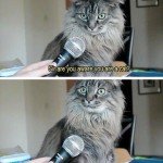 Sir Are You Aware You Are A Cat? – Meme