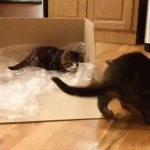 Laziest Pounce Ever – Cat Gif 