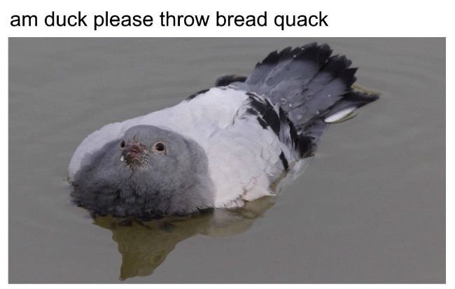 am-duck-please-throw-bread